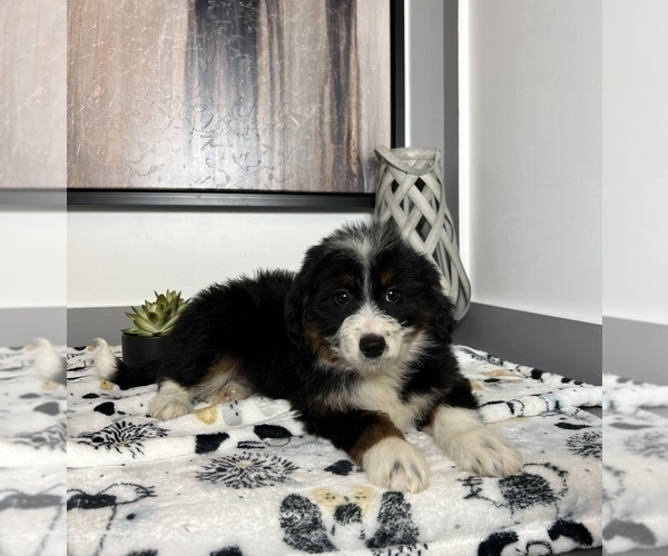 Medium Photo #8 Miniature Bernedoodle Puppy For Sale in FRANKLIN, IN, USA