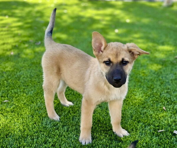 Medium Photo #1 Mutt Puppy For Sale in Royal Palm Beach, FL, USA