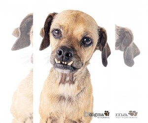 Puggle Dogs for adoption in Newport Beach, CA, USA