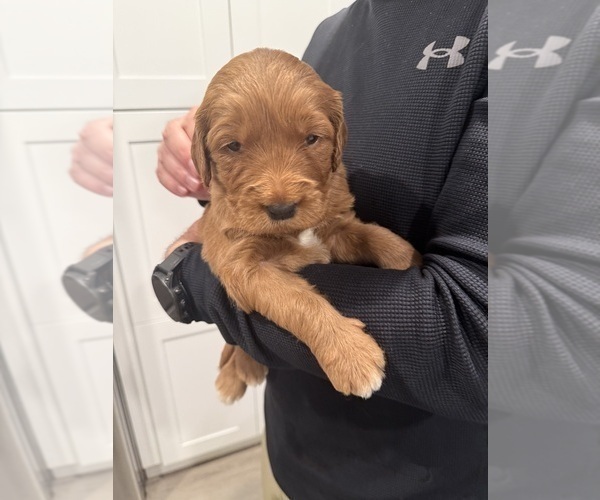 Medium Photo #24 Goldendoodle Puppy For Sale in ORANGEVALE, CA, USA
