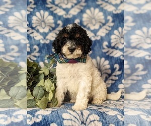 Poodle (Miniature)-Sheepadoodle Mix Puppy for sale in GLEN ROCK, PA, USA