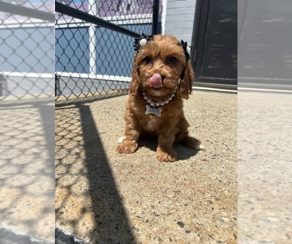 Medium Photo #1 Cavapoo (Miniature) Puppy For Sale in RANDOLPH, MA, USA