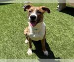 Small #1 Boxer Mix