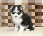 Small #3 Pomsky