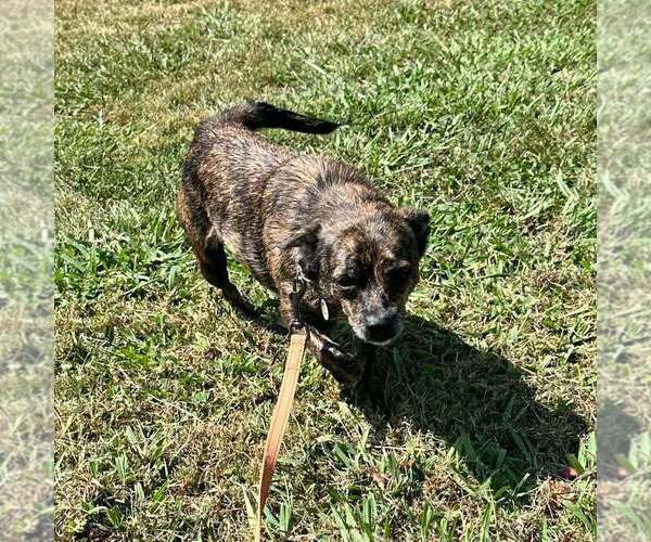 Medium Photo #2 Mutt Puppy For Sale in Candler, NC, USA