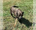 Small #1 Mutt