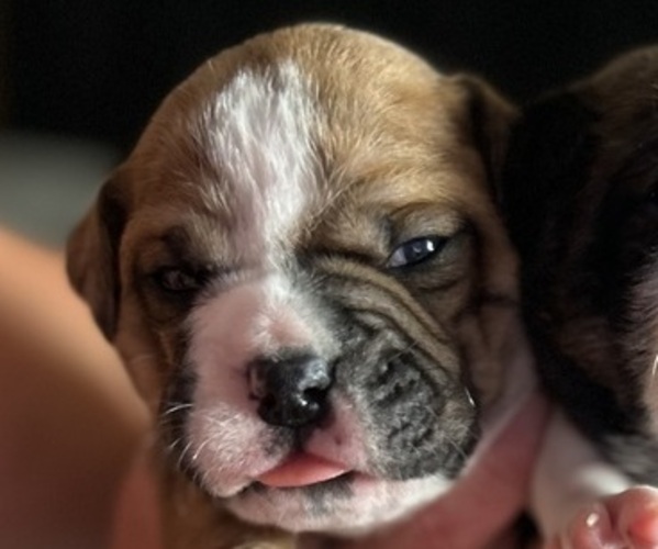 Medium Photo #10 Olde English Bulldogge Puppy For Sale in ALDEN, MN, USA