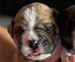 Small Photo #10 Olde English Bulldogge Puppy For Sale in ALDEN, MN, USA