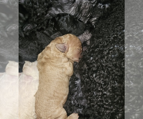 Medium Photo #8 Poodle (Standard) Puppy For Sale in MILWAUKEE, WI, USA