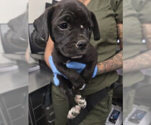 Mutt Dogs for adoption in San Bernardino, CA, USA