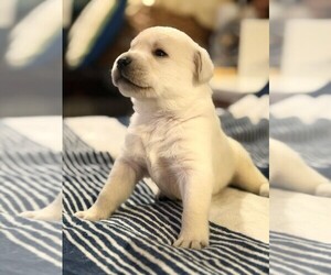 Labrador Retriever Puppy for sale in HAMPSTEAD, NC, USA