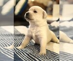Small Labrador Retriever