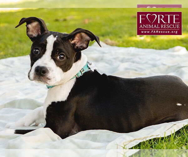 Medium Photo #10 American Staffordshire Terrier-Boston Terrier Mix Puppy For Sale in Marina del Rey, CA, USA