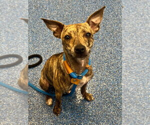 Italian Greyhound Dogs for adoption in Tarboro, NC, USA
