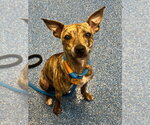 Small Italian Greyhound