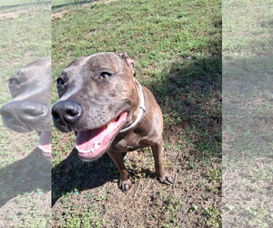 Athena the Pittie - Female American Pit Bull Terrier-Unknown Mix Dog for Adoption - Photo #4