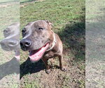 Small #3 American Pit Bull Terrier Mix