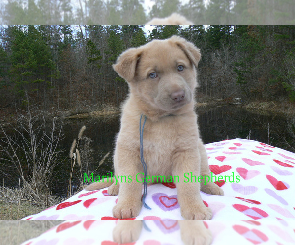 Medium Photo #3 German Shepherd Dog Puppy For Sale in PIEDMONT, MO, USA