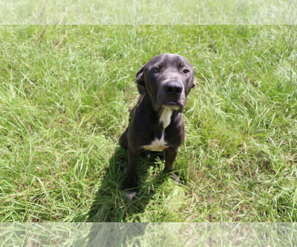 Medium Photo #3 American Pit Bull Terrier-Labrador Retriever Mix Puppy For Sale in Jackson, MS, USA