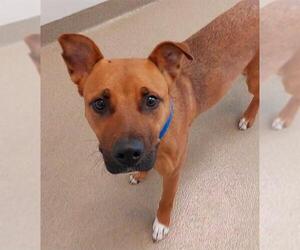 American Staffordshire Terrier Dogs for adoption in Fort Lauderdale, FL, USA