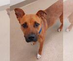 Small American Staffordshire Terrier