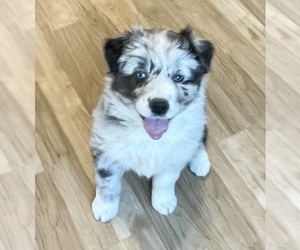 Australian Shepherd Puppy for Sale in BERESFORD, South Dakota USA
