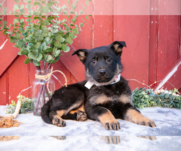 Medium Photo #2 German Shepherd Dog Puppy For Sale in PARKESBURG, PA, USA