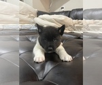 Small Photo #9 Akita Puppy For Sale in ARVADA, CO, USA