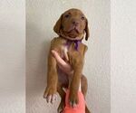 Small Photo #5 Vizsla Puppy For Sale in SAN ANTONIO, TX, USA