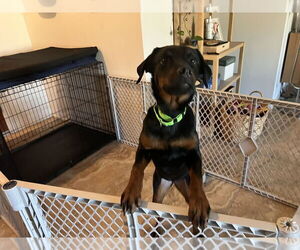 Rottweiler Dogs for adoption in Gilbert, AZ, USA