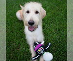 Small Photo #2 Labrador Retriever-Unknown Mix Puppy For Sale in Canton, CT, USA