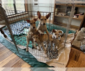Portuguese Warren Hound Puppy for sale in COLCORD, OK, USA