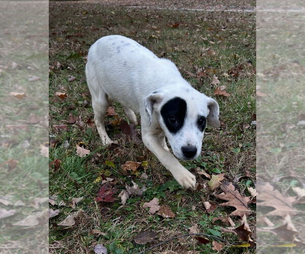 Medium Photo #3 Beagle-Unknown Mix Puppy For Sale in Aurora, IN, USA