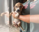 Beckham - Male Mutt Dog for Adoption - Small photo