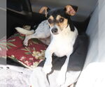 Small #1 Rat Terrier Mix
