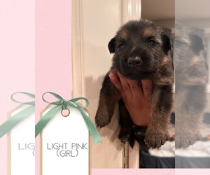 German Shepherd Dog Puppy for Sale in CHICAGO, Illinois USA