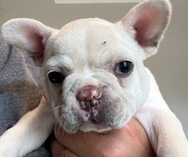 Medium Photo #4 Faux Frenchbo Bulldog-French Bulldog Mix Puppy For Sale in MOUNDRIDGE, KS, USA