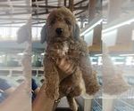 Small Goldendoodle mix (+ Poodle Miniature)