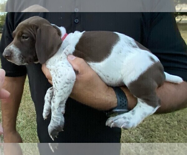 Medium Photo #3 German Shorthaired Pointer Puppy For Sale in BELTON, TX, USA