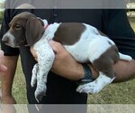 Small Photo #3 German Shorthaired Pointer Puppy For Sale in BELTON, TX, USA