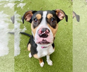 Mutt Dogs for adoption in Duluth, MN, USA