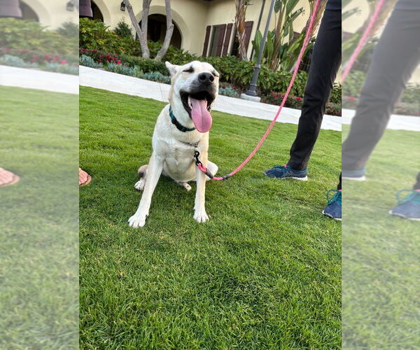 Medium Photo #1 German Shepherd Dog Puppy For Sale in Dana Point, CA, USA