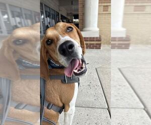 Benny - Male Mutt Dog for Adoption - Photo #4