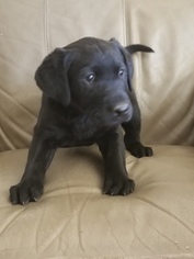 Labrador Retriever Puppy for sale in EATON, CO, USA