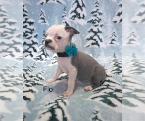 Boston Terrier Puppy for sale in MINERAL WELLS, WV, USA