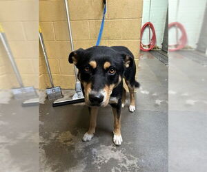 German Shepherd Dog Dogs for adoption in Stockton, CA, USA