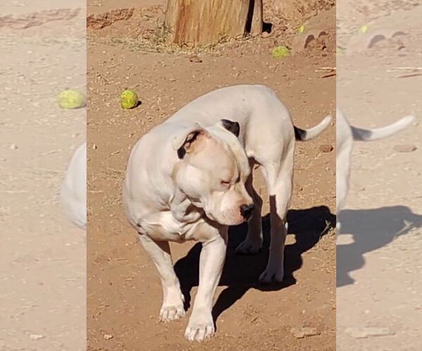 Medium Photo #4 American Bulldog-Staffordshire Bull Terrier Mix Puppy For Sale in Chandler, AZ, USA