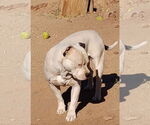 Small #3 American Bulldog-Staffordshire Bull Terrier Mix