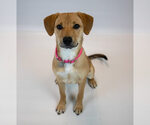 Small #7 Mutt