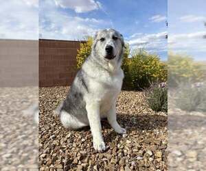 Great Pyrenees Dogs for adoption in Bountiful, UT, USA